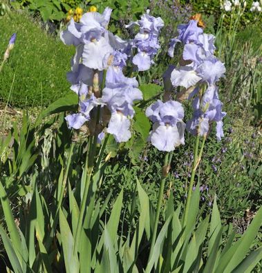 Schwertlilie Frost und Flamme - Iris barbata