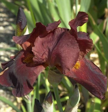 Schwertlilie Kent Pride - Iris barbata