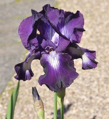 Schwertlilie Exotic Isle - Iris barbata