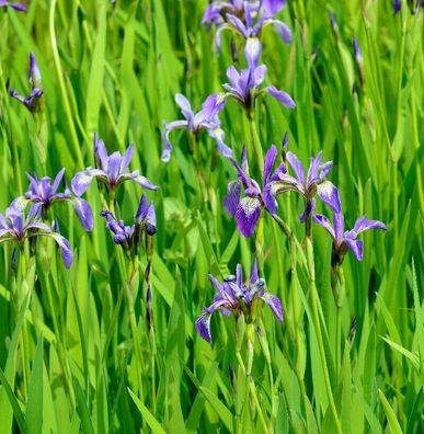 Schwertlilie Gerald Darby - Iris versicolor