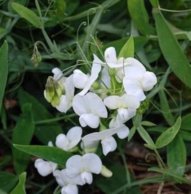 Traubensilberkerze White Pearl - Cimicifuga simplex