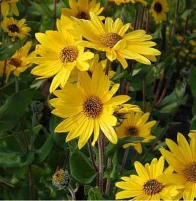 Weidenblättrige Sonnenblume - Helianthus salicifolius