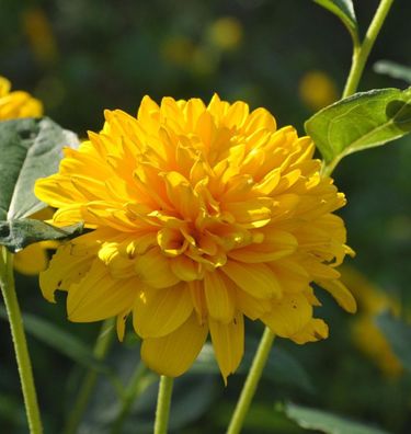 Sonnenblume Sunshine Daydream - Helianthus decapetalus