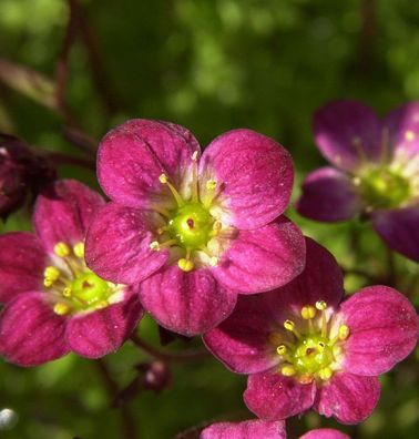 Moossteinbrech Blütenteppich - Saxifraga arendsii