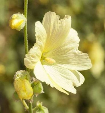 Gelbe Stockrose - Alcea rosea