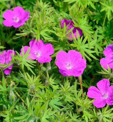 Storchenschnabel Elsbeth - Geranium sanguineum