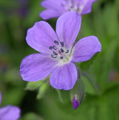 Waldstorchschnabel Birch Lilac - Geranium sylvaticum