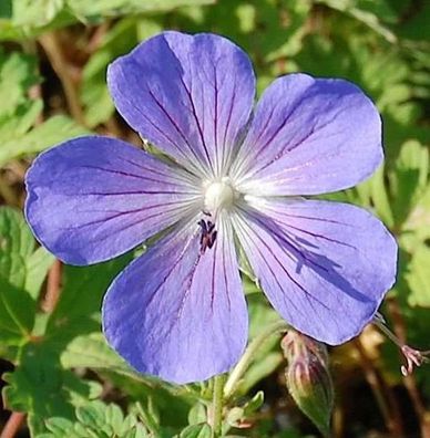 Himalayastorchschnabel Alpinum - Geranium himalayense