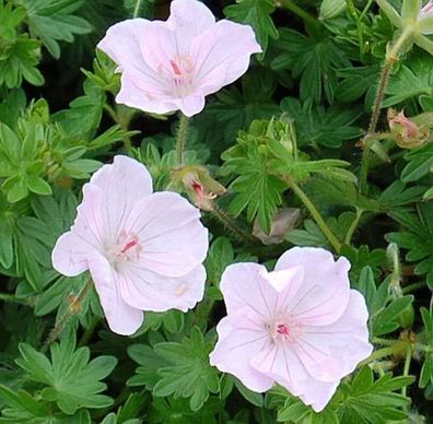 Storchenschnabel Apfelblüte - großer Topf - Geranium sanguineum