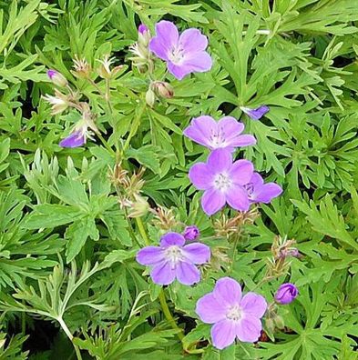 Japanischer Storchschnabel - Geranium cultorum