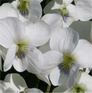 Pfingst Veilchen Albiflora - Viola sororia