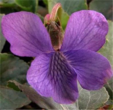 Pfingst Veilchen Rubra - Viola sororia