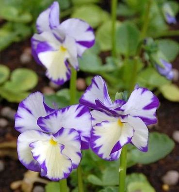 Hornveilchen Rebecca Cawthorne - Viola cornuta