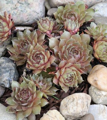 Dachwurz Brunneifolium - Sempervivum marmoreum