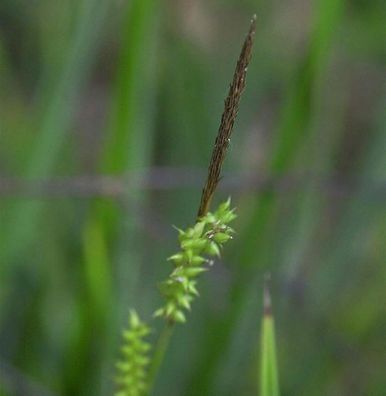 Glänzende Segge - Carex morrowii