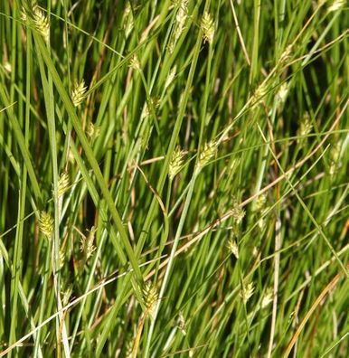 Winkel Segge - Carex remota