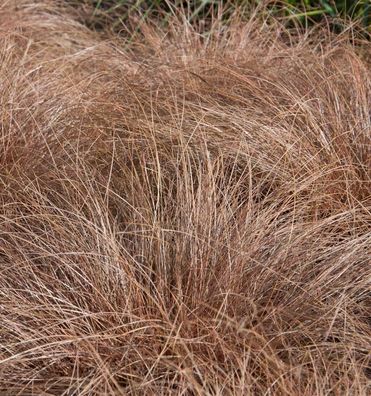 Neuseeland-Segge - Carex secta