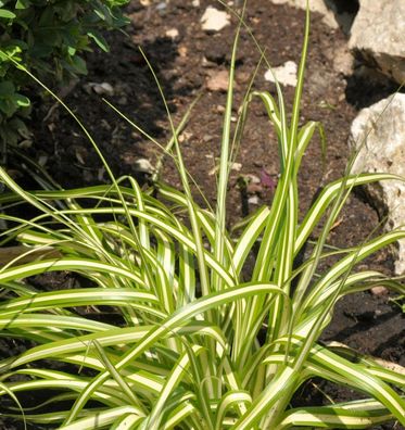Oshima Segge Evergold - großer Topf - Carex oshimensis