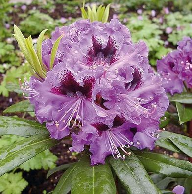 Großblumige Rhododendron Blaue Jungs 70-80cm - Alpenrose