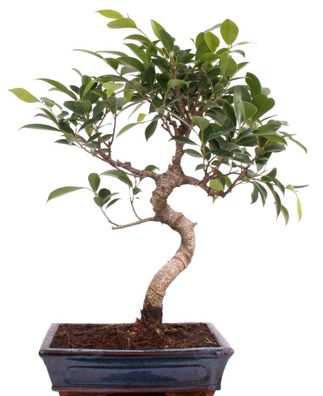 Bonsai - Ficus retusa, Chinesische Feige 221/21