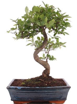 Bonsai - Ulmus parvifolia, Chinesische Ulme 221/65