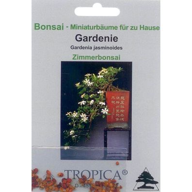 Bonsai - 50 Samen von Gardenia jasminoides, Gardenie, 90027