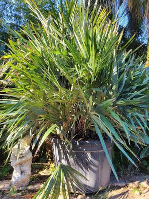 Rhapidophyllum Hystrix im 80 cm Topf