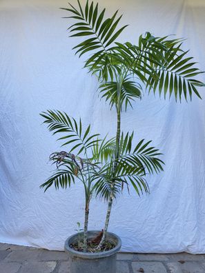 Chamaedorea elegans - Palor Palm - Bergpalme im 30 cm Topf