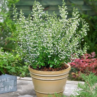 Bergminze - Steinquendel - Calamintha nepeta 25+ Samen - Kalamint F 020