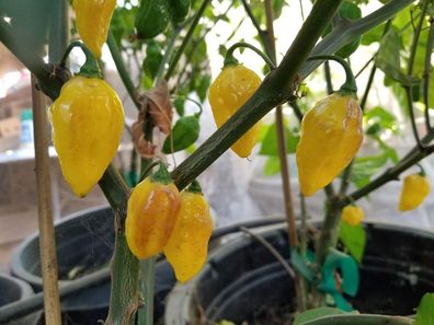 Chili Puerto Rican Yellow 5+ Samen - sehr scharfe Habanero Sorte Ch 206