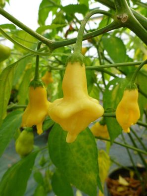 Chili DULCE LUNA - Paprika - 5+ Samen - Seeds - milde Sorte Ch 255