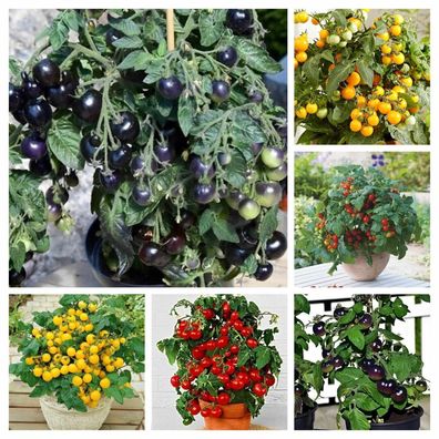 Bunte Zwerge Tomate Paket - Dwarf Tomato Balkon - aus 6 Sorten 30+ Samen V 186
