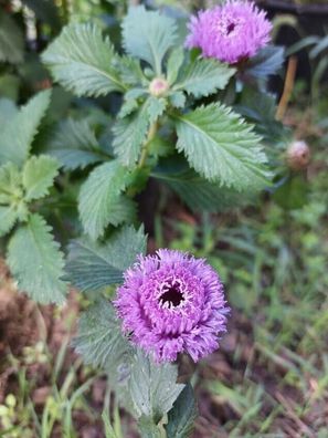 Ananasblume - Brasilianische Knopfblume - Centrantherum intermedium - 5+ Samen Z 142