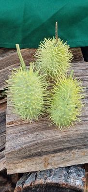 Afrikanische Stachelgurke 5+ Samen - Cucumis longipes - Spiky cucumber Cu 051