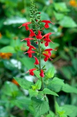 Scharlachroter Salbei - Blut-Salbei - Salvia coccinea 5+ Samen - Seeds F 236