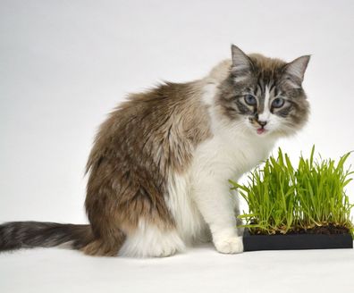 1000 Samen Katzengras - Verdauungshilfe und Vitamine für Katzen Grünfutter