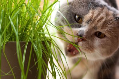 500 Samen Katzengras - Verdauungshilfe, Vitamine, frisches Grünfutter