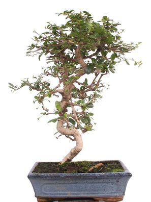 Bonsai - Carmona microphylla, Fukientee 221/13