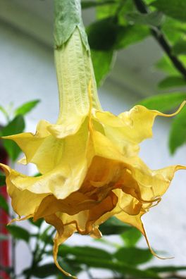 Engelstrompete "ANJA" schöne mittelgroße gelb-orangefarbene gefüllte Blüten (Datura)