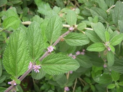 Anis Verbene - Lippia alba - Hierba Negra 5+ Samen aromatische Teepflanze F 241
