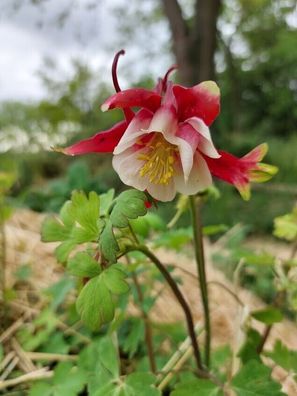 Akelei Purpurroter Stern - Crimson Star 5+ Samen - Aquilegia caerulea Z 152