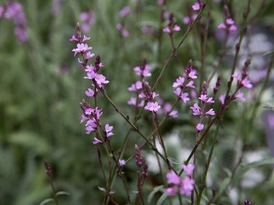 Purpurblättriges Eisenkraut - Verbena officinalis Bamton - 20+ Samen Z 127