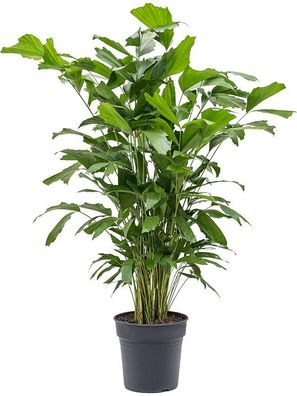 Fischschwanzpalme - Caryota mitis - Brennpalmen - Zimmerpflanze - Grünpflanze