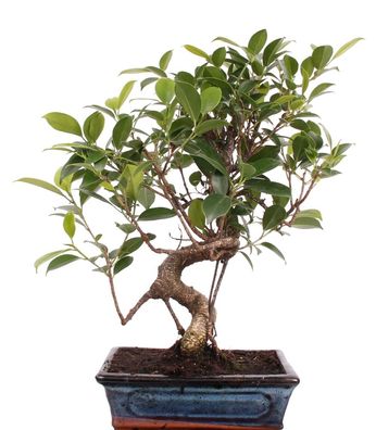 Bonsai - Ficus retusa, Chinesische Feige 221/19