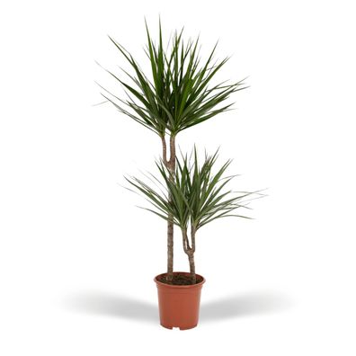 Dracaena Marginata - 19 - Ø35cm - 100cm - Zimmerpflanze - Immergrün