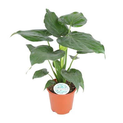 Alocasia Cucullata - Ø21cm - 80cm - Zimmerpflanze - Immergrün