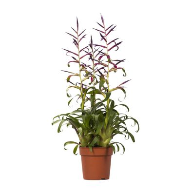 Tillandsia Mora | Ø12cm | 55cm | Pflanze