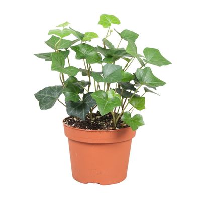 Hedera Hibernica - Ø13cm - 30cm - Zimmerpflanze - Immergrün