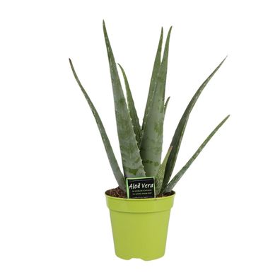 Aloe Vera | Ø15cm | 65cm | Pflanze