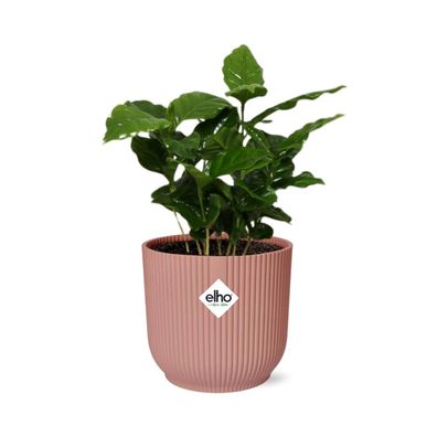 Coffea Arabica in ELHO Vibes Fold roze - Ø14cm - 25cm - Zimmerpflanze - Immergrün